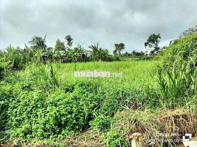 1300m Nhà và đất cây lâu năm. Ngay Cầu Bình Xuân, Gò Công Tiền Giang.