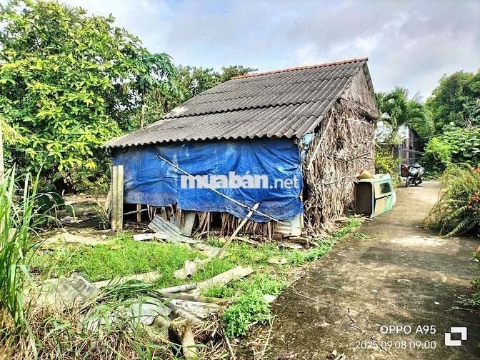 1300m Nhà và đất cây lâu năm. Ngay Cầu Bình Xuân, Gò Công Tiền Giang.