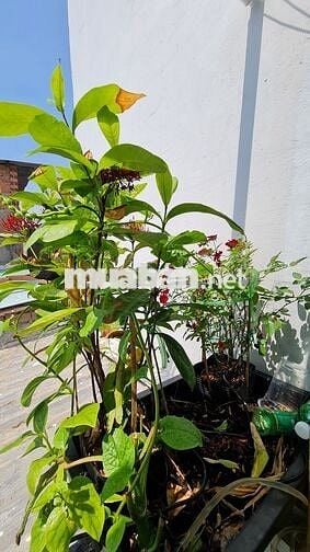 Nhà full nội thất tiện nghi, Bình Tiên, (Q.6 cũ)