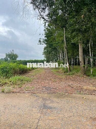 🚩 BÁN ĐẤT THỔ CƯ 250m² – GẦN CỤM CÔNG NGHIỆP TRỊ AN,  ĐỒNG NAI 🚩