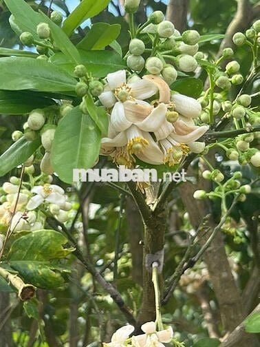 Full sầu đã cho thu tại Ea Kiết- Cư mgar- Daklak