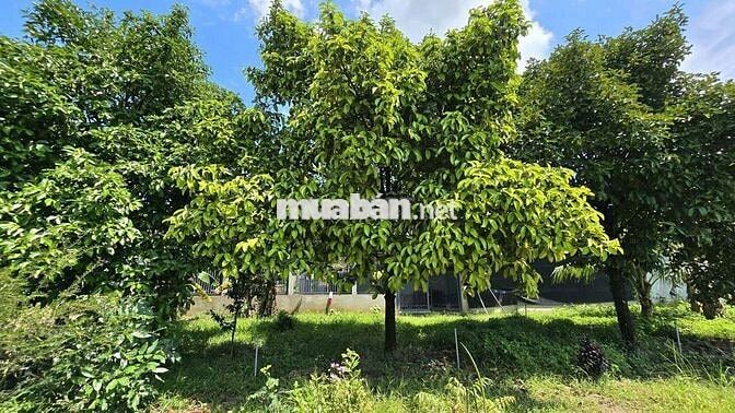 1 MẪU VƯỜN SẦU RIÊNG CHÂU THÀNH BẾN TRE