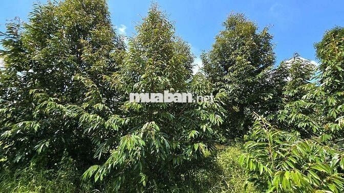1 MẪU VƯỜN SẦU RIÊNG CHÂU THÀNH BẾN TRE