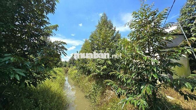 1 MẪU VƯỜN SẦU RIÊNG CHÂU THÀNH BẾN TRE