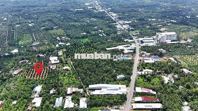 1 MẪU VƯỜN SẦU RIÊNG CHÂU THÀNH BẾN TRE