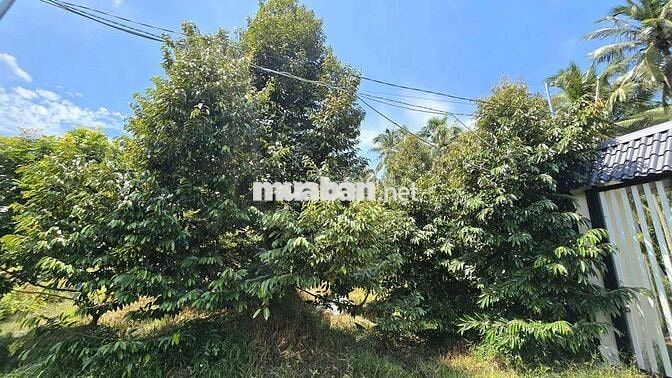1 MẪU VƯỜN SẦU RIÊNG CHÂU THÀNH BẾN TRE