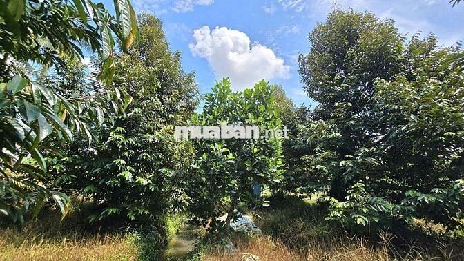 1 MẪU VƯỜN SẦU RIÊNG CHÂU THÀNH BẾN TRE