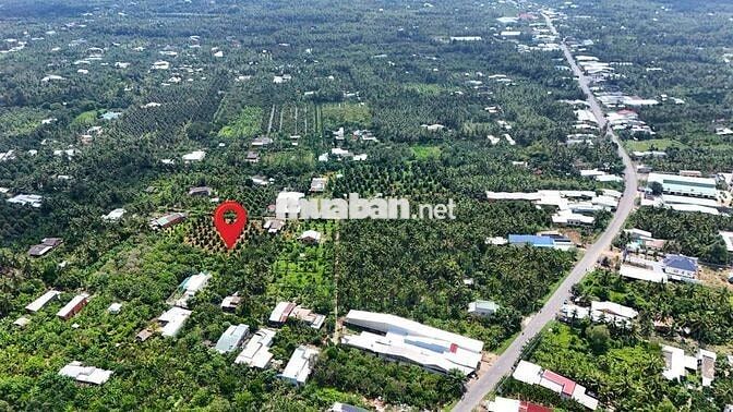 1 MẪU VƯỜN SẦU RIÊNG CHÂU THÀNH BẾN TRE