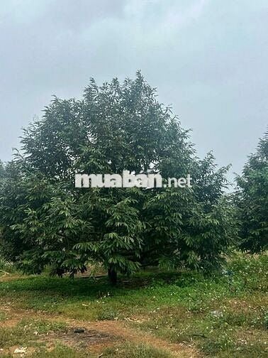 Full sầu đã cho thu tại Ea Kiết- Cư mgar- Daklak