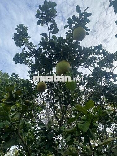 Chính chủ cần bán nhà vườn nghĩ dưỡng giáp suối