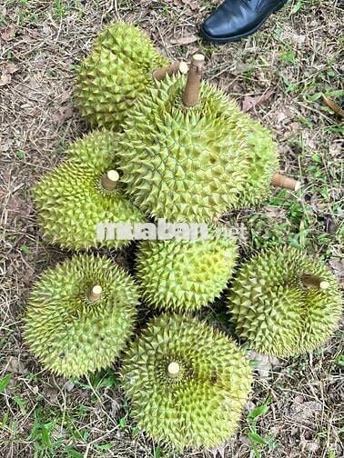 Chính chủ cần bán nhà vườn nghĩ dưỡng giáp suối