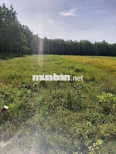 ĐẤT THỔ CƯ Châu Thành Tây Ninh 1100m2