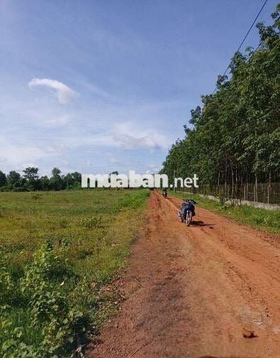 ĐẤT THỔ CƯ Châu Thành Tây Ninh 1100m2