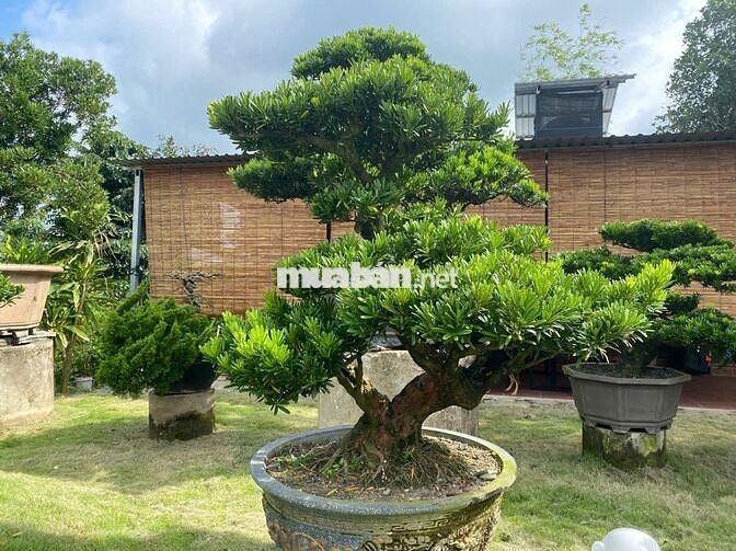 Bán hoặc cho thuê khu nhà vườn sinh thái 0,557 ha, 2 mặt tiền siêu đẹp