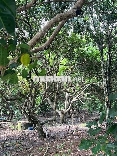 Bán đất cách sân bay Long Thành 2,5 km, diện tích 2436m2