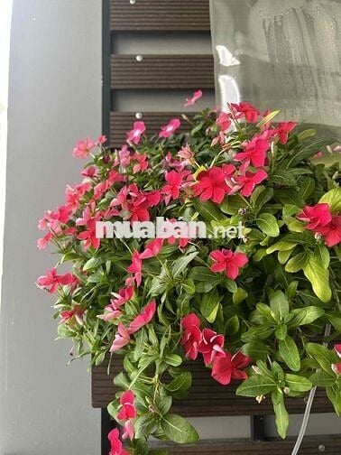 Bán nhà phố mặt đường Phan Văn Sửu, xây kiên cố, hẻm xe hơi