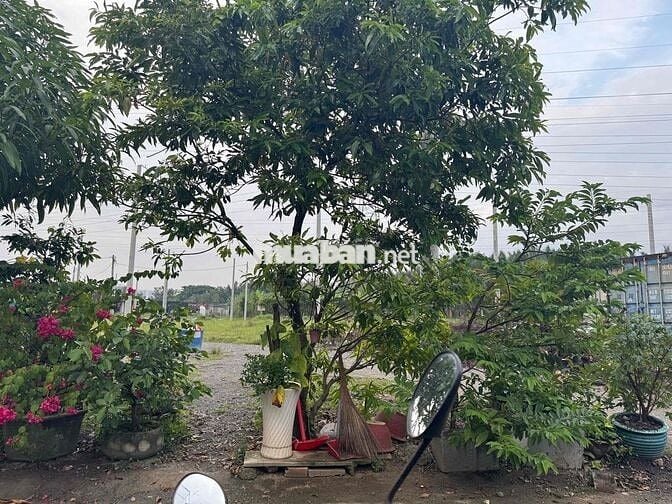 cho thuê kho 250m2 đường Phạm Hữu Lầu giá 17.5 tr