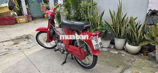 Cub 50cc