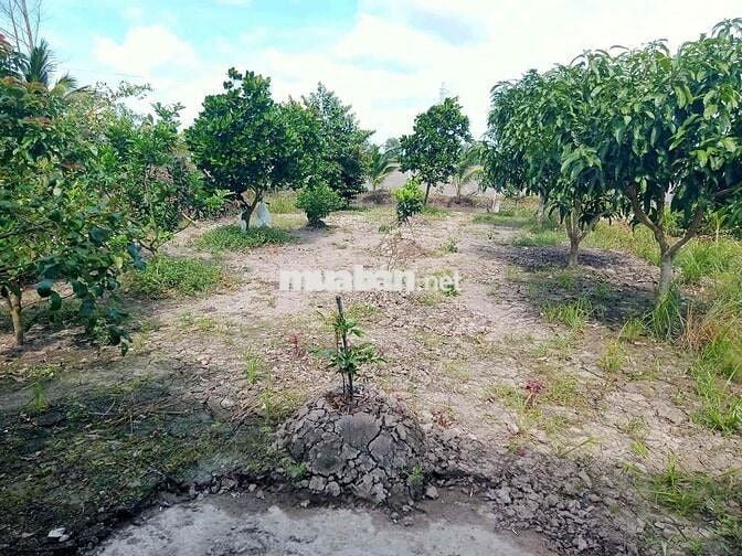 Bán 5 sào ruỡi đất vườn.sẵn thổ cư. Trên đất đang trôồng cây có thu