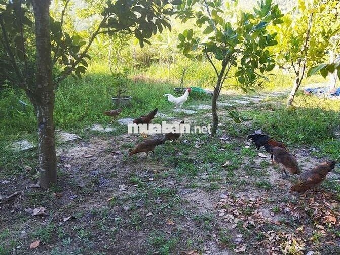 Bán 5 sào ruỡi đất vườn.sẵn thổ cư. Trên đất đang trôồng cây có thu