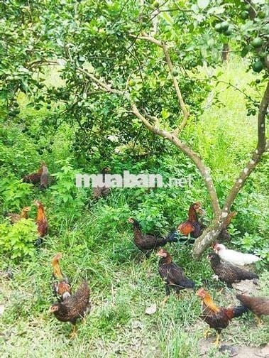 Bán 5 sào ruỡi đất vườn.sẵn thổ cư. Trên đất đang trôồng cây có thu