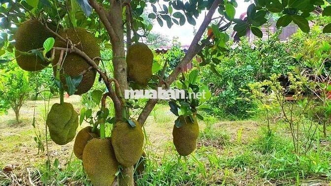 Bán 5 sào ruỡi đất vườn.sẵn thổ cư. Trên đất đang trôồng cây có thu