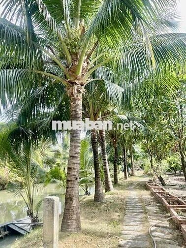 Cho Thuê nhà vườn Kênh T5 Hưng Long - Bình Chánh