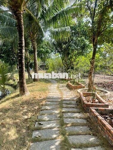 Cho Thuê nhà vườn Kênh T5 Hưng Long - Bình Chánh