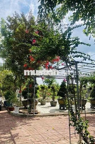 Cho Thuê nhà vườn Kênh T5 Hưng Long - Bình Chánh