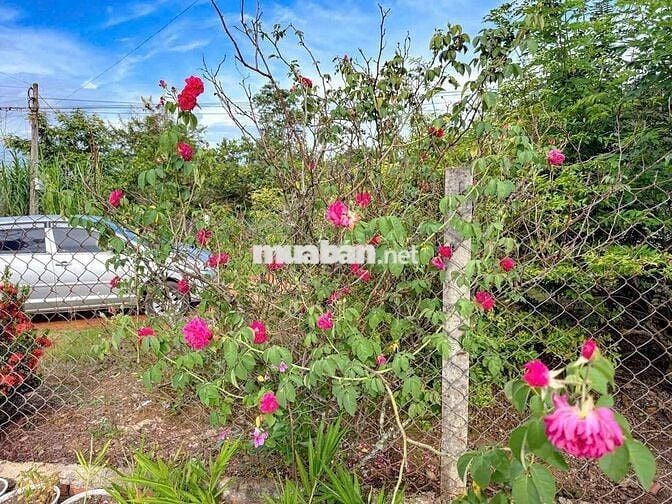 Đất sào thổ cư tại Cư ni- Ea kar- Daklak