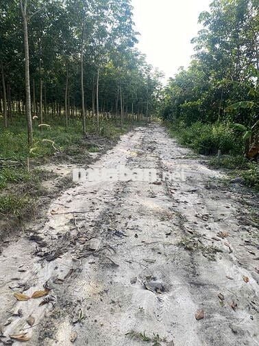 Đất 5.000m2, Ngay kcn Sikico, Minh Hưng,  Chơn thành