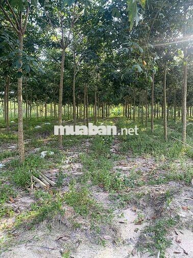 Đất 5.000m2, Ngay kcn Sikico, Minh Hưng,  Chơn thành