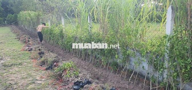 CHÍNH CHỦ - cần bán 1273m2 xã Tân An Hội - Củ Chi, đường 12m, mt 21m