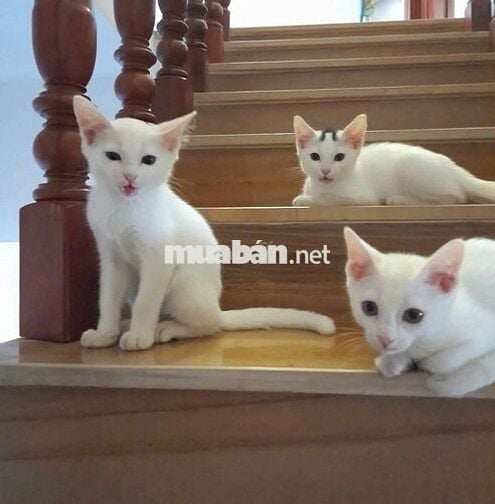 BÁN NHÀ PHỐ HIỆN ĐẠI. ĐẸP LUNG LINH Ở HÓC MÔN
