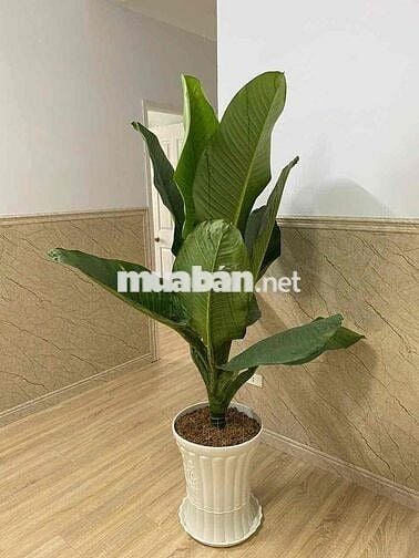 bán chung cư Thanh Bình 3 phòng ngủ  đầy đủ nội thất trung tâm tỉnh