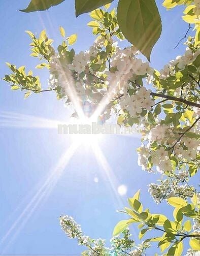 LÔ GÓC VÀNG HÒA XUÂN – Đường Phạm Hữu Nghị – GIÁ CỰC TỐT