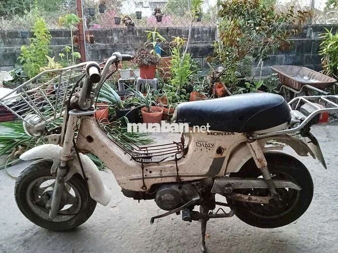 Honda Chaly Nhật 50cc Học Sinh Đi Học Ko Bằng Lái