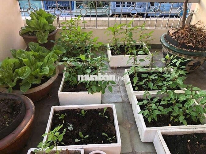 Cho Thuê Nhà Đường Đỗ Thị Lời, Quận 3 ( Cho làm CHDV / Nhà rộng )
