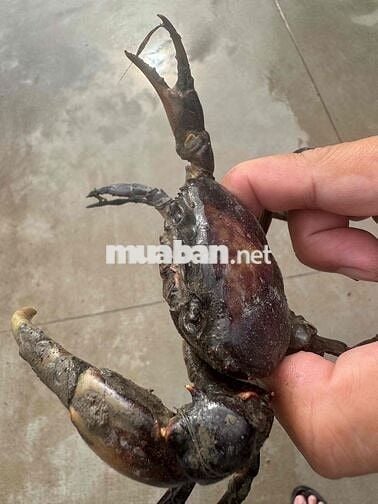 Nhà hóc môn sổ hồng riêng. 1/Tô ký 6. Đường thông 8m.