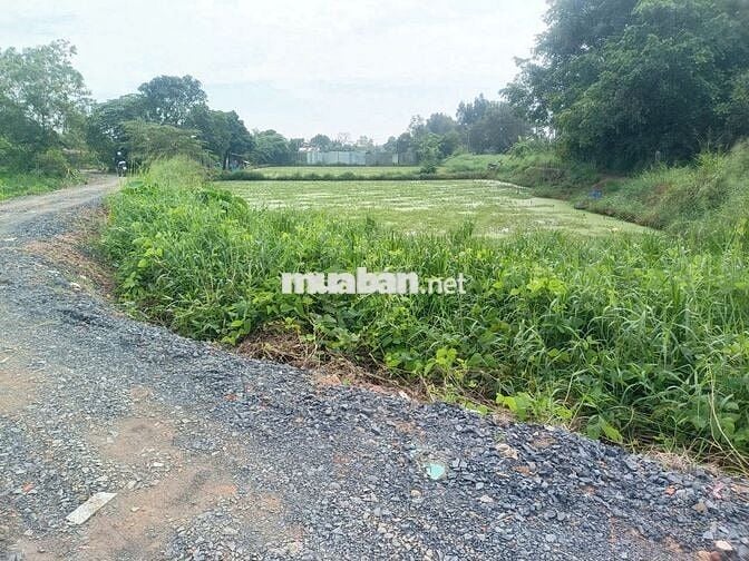 BÁN ĐẤT NÔNG NGHIỆP 871M² – ĐÔNG THẠNH, HÓC MÔN - GIÁ NHỈNH HƠN 4.2 TỶ