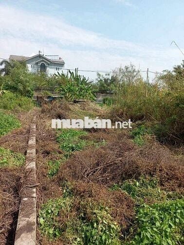 Chính chủ cần bán lô đất tân kim cần giuộc 100m2 SHR giá 555 triệu