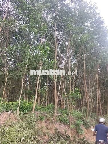 CẦN BÁN 30 HA RỪNG bám suối lớn phù hợp làm du lịch sinh thái Đà Nẵng