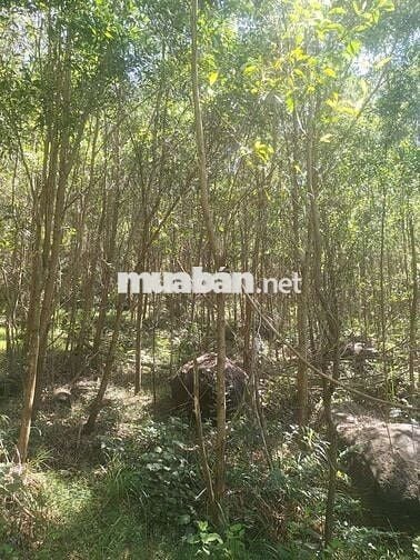 CẦN BÁN 30 HA RỪNG bám suối lớn phù hợp làm du lịch sinh thái Đà Nẵng