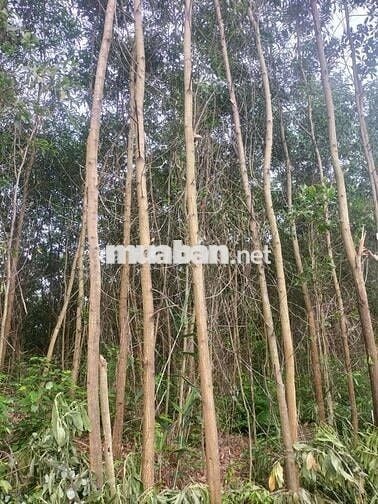 CẦN BÁN 30 HA RỪNG bám suối lớn phù hợp làm du lịch sinh thái Đà Nẵng
