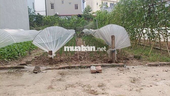 BÁN GẤP MẢNH ĐẤT THIÊN LỘC, HÀ NỘI ( KIM CHUNG CŨ)