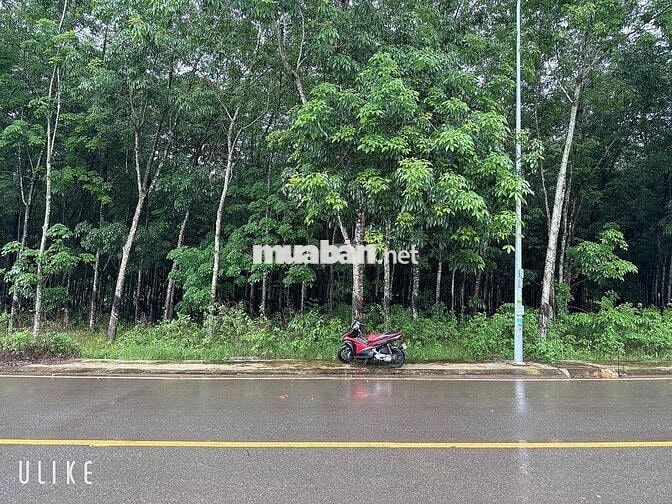 Mặt tiền 45m Huỳnh Văn Bánh, Chơn Thành, Tây Ninh