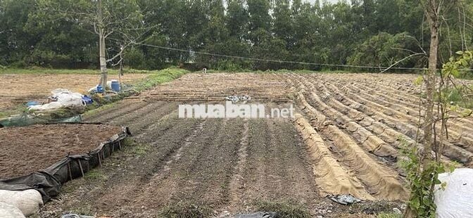 Vị Trí Đắc Địa Giá Đất Mặt Tiền Còn Rẻ Hơn Trong Hẻm