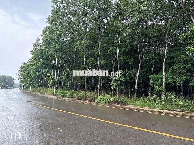 Mặt tiền 45m Huỳnh Văn Bánh, Chơn Thành, Tây Ninh