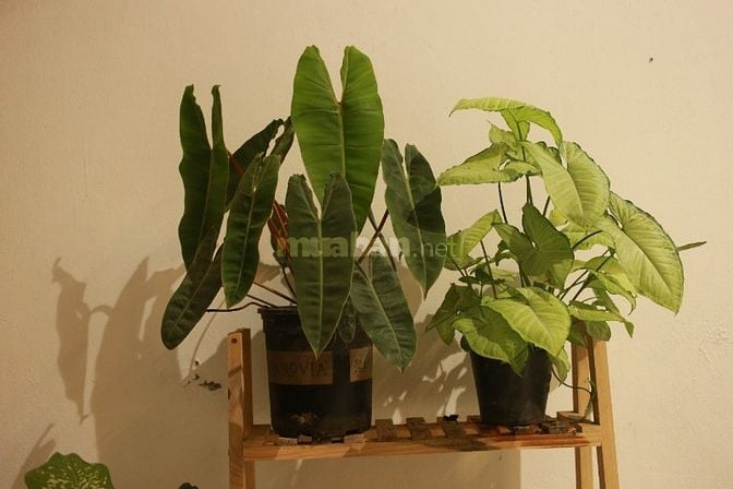 Combo 5 cây kiểng lá trong ảnh, có cây hạc cam