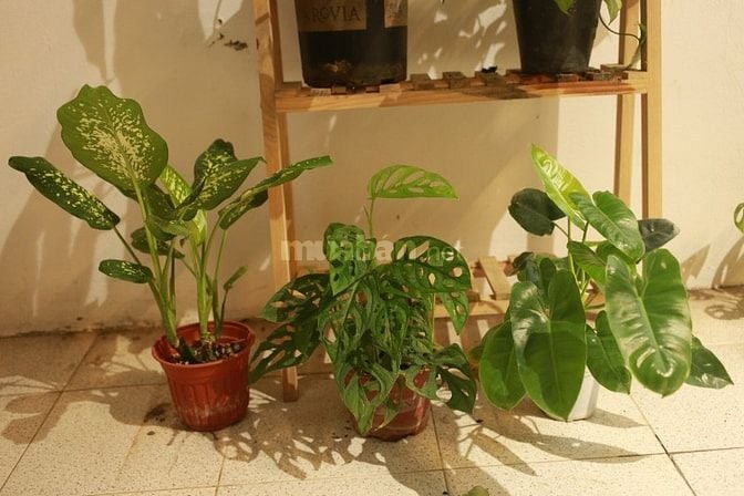 Combo 5 cây kiểng lá trong ảnh, có cây hạc cam